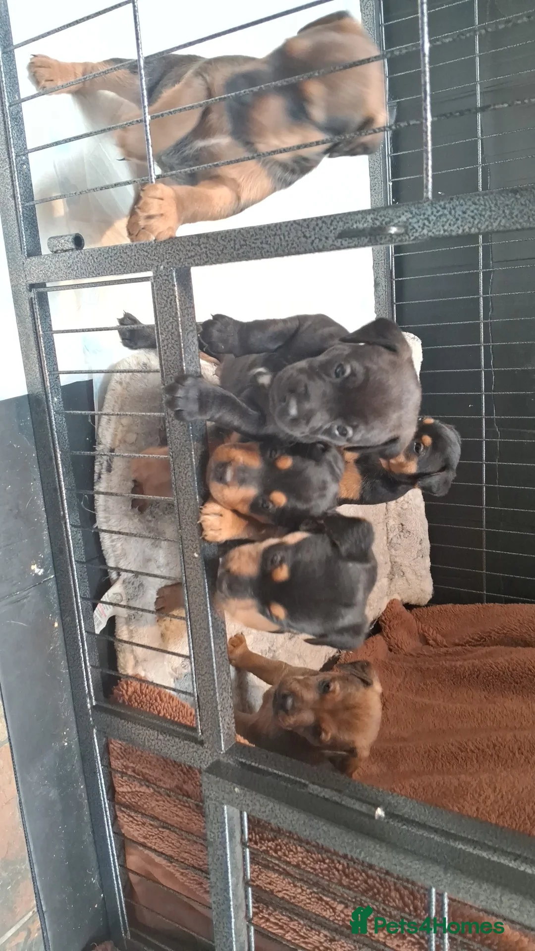 Patterdale Terrier dogs for sale: Patterdale terrier pups in Criccieth - Advert 2