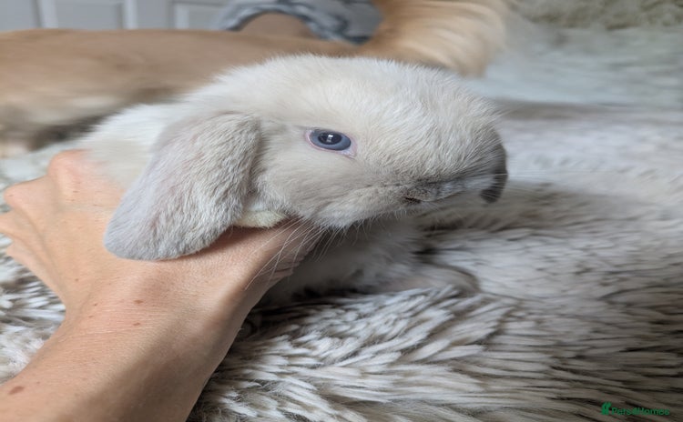 Mini Lop rabbits - Advert 10