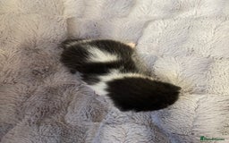British Longhair cats for sale: Black & white kittens  - Image 12