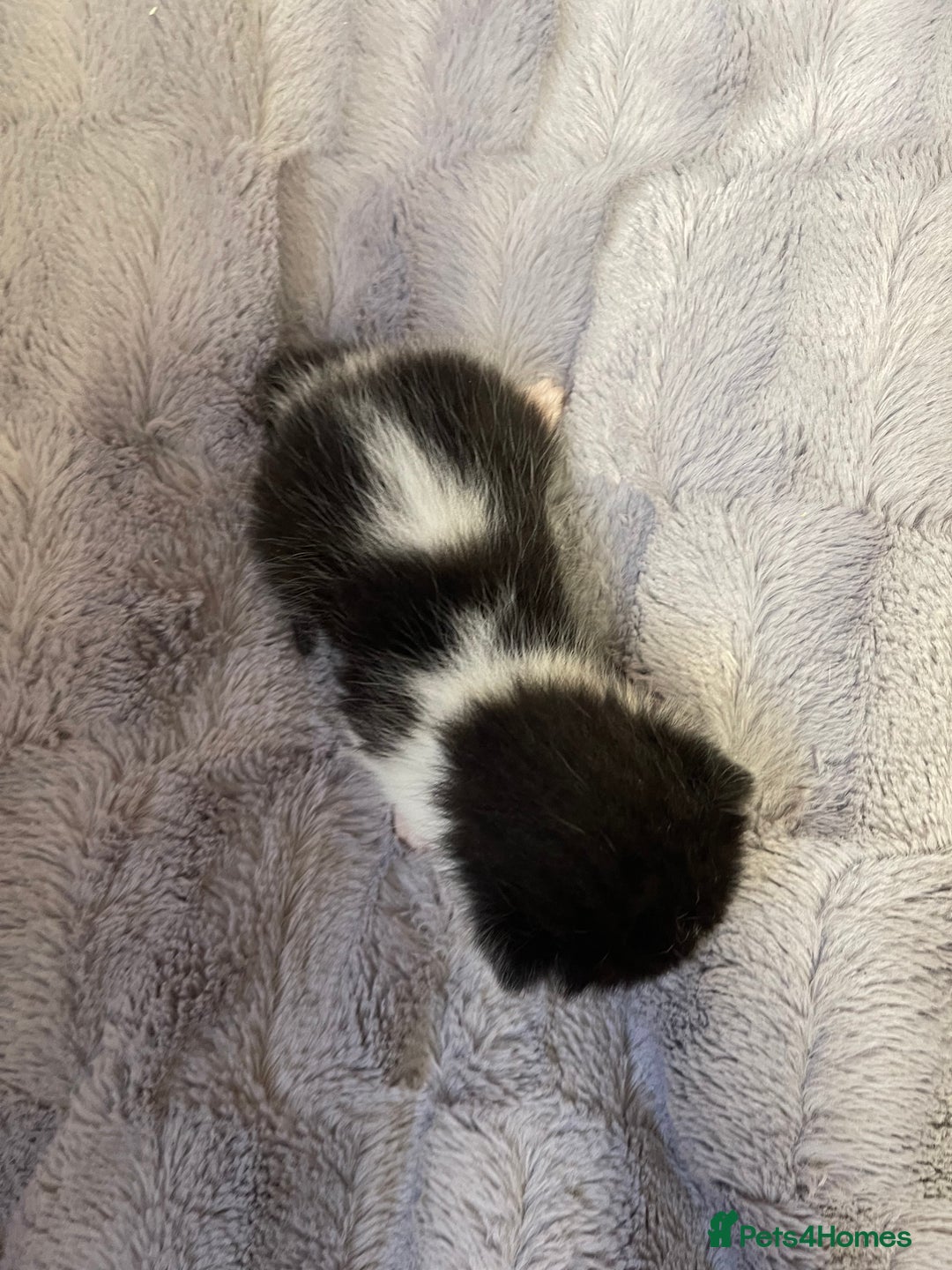 British Longhair cats for sale: Black & white kittens  - Image 12