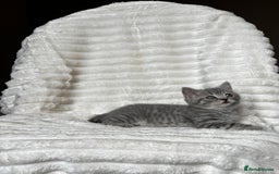 British Shorthair cats for sale: OUTSTANDING GCCF + HEALTH TESTED BSH + BLH KITTENS - Image 39