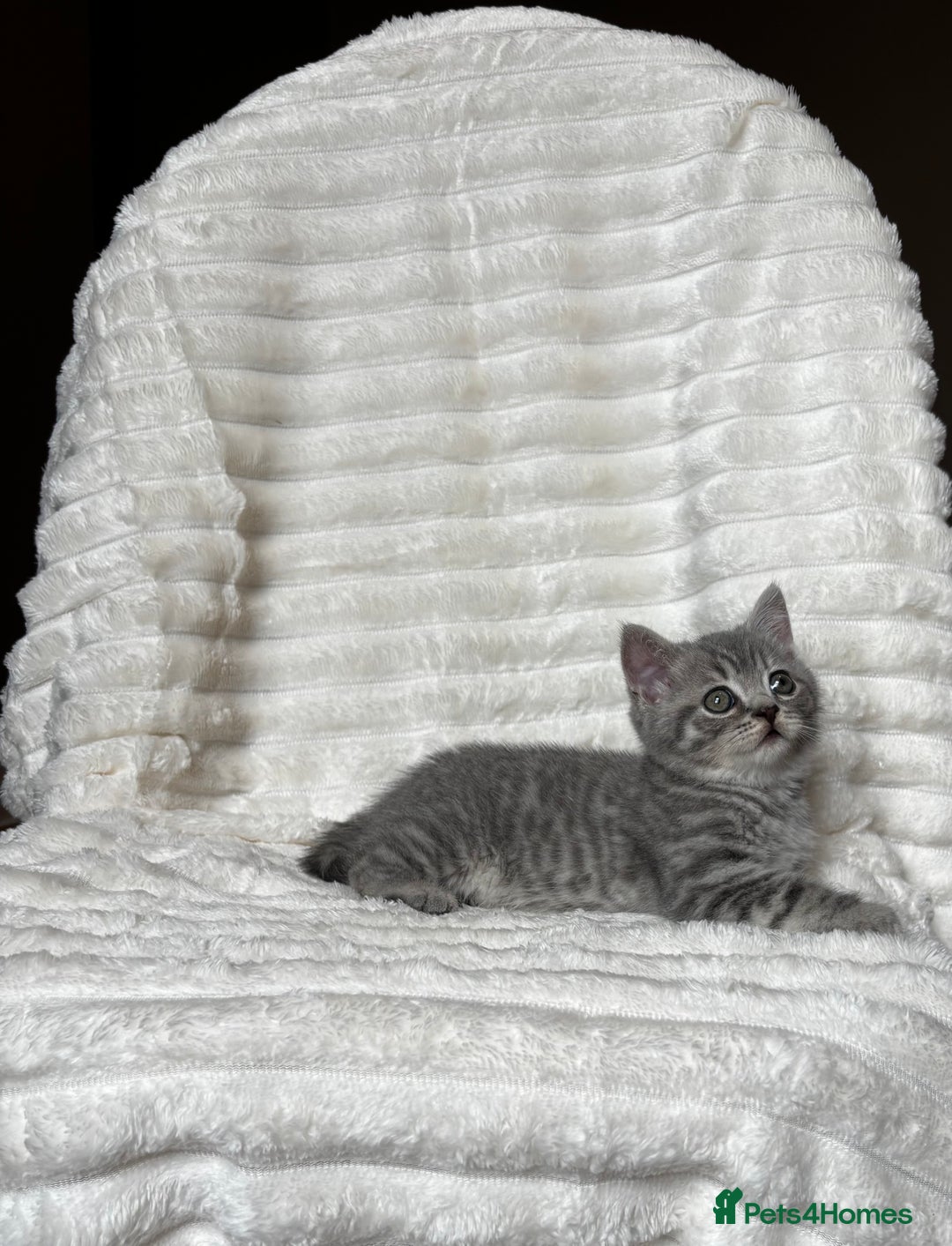 British Shorthair cats for sale: OUTSTANDING GCCF + HEALTH TESTED BSH + BLH KITTENS - Image 39