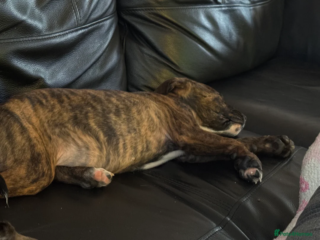 Staffordshire Bull Terrier dogs for sale: Staffie pups - Advert 2
