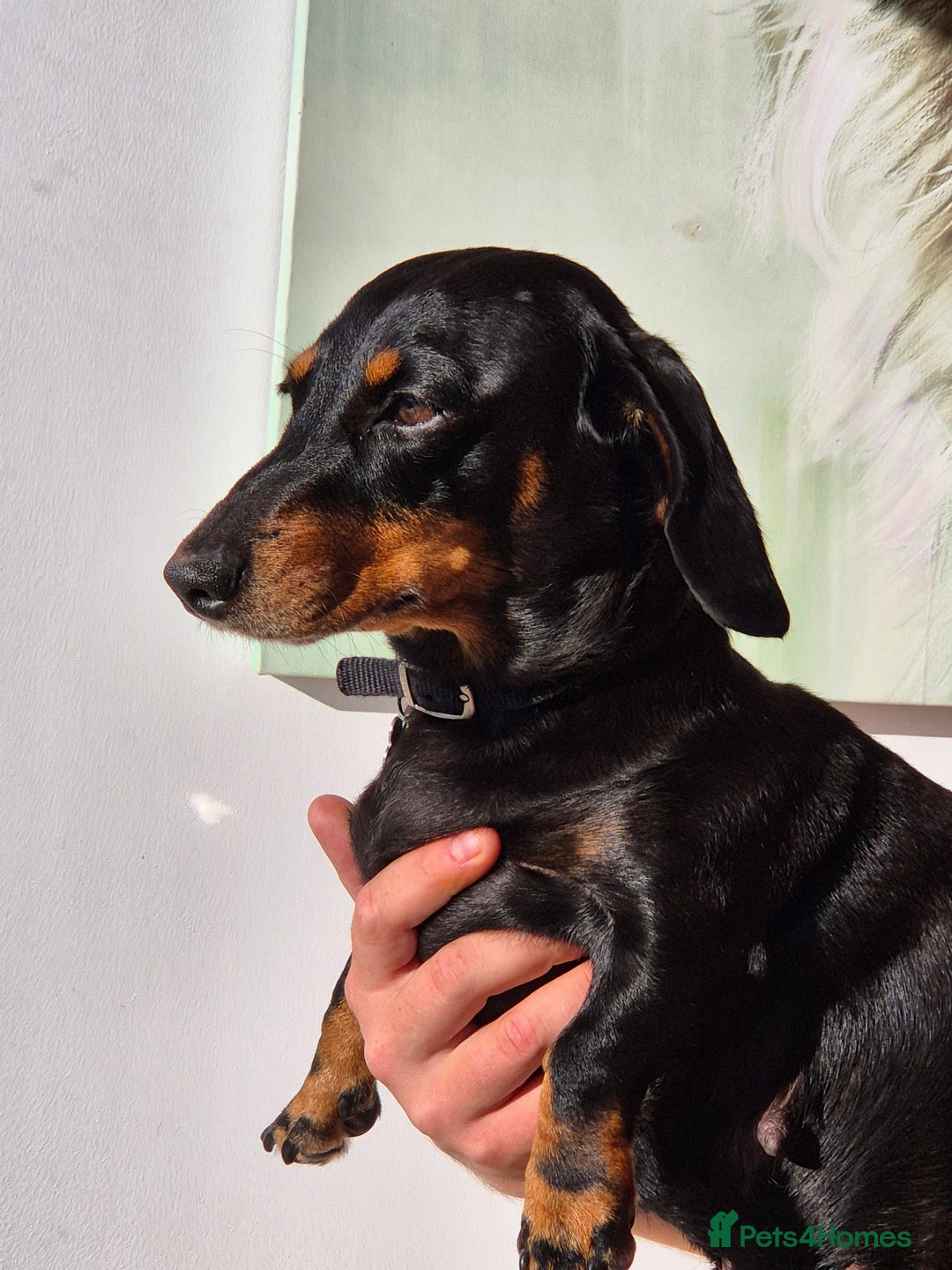 Miniature Dachshund dogs for sale: Miniature dachshunds  - Image 8