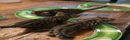 Bengal cats for sale: Gorgeous brown spot bengal kittens  - Advert 2