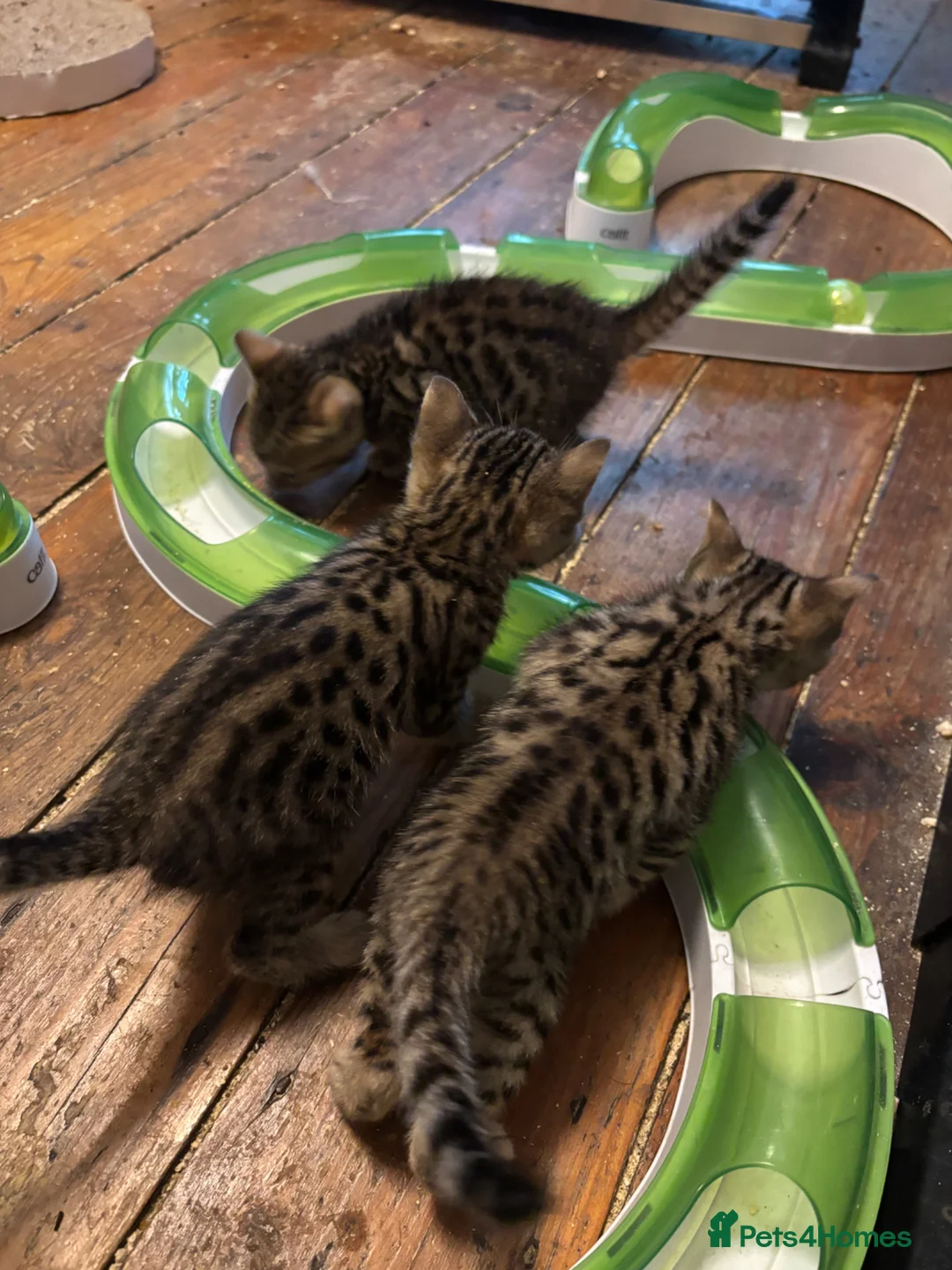 Bengal cats for sale: Gorgeous brown spot bengal kittens  - Advert 2