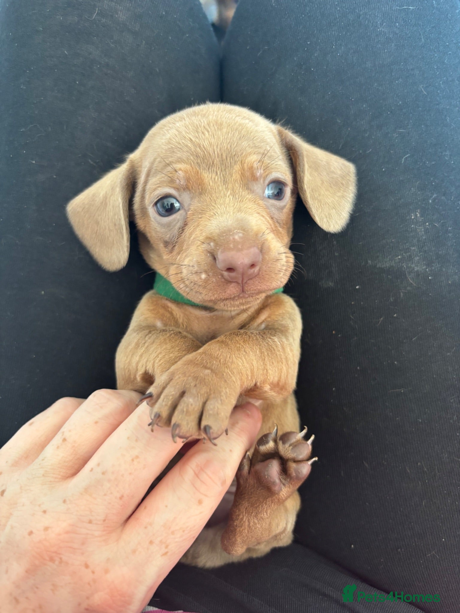 Dachshund dogs Beautiful dacshund puppies for sale - Advert 2