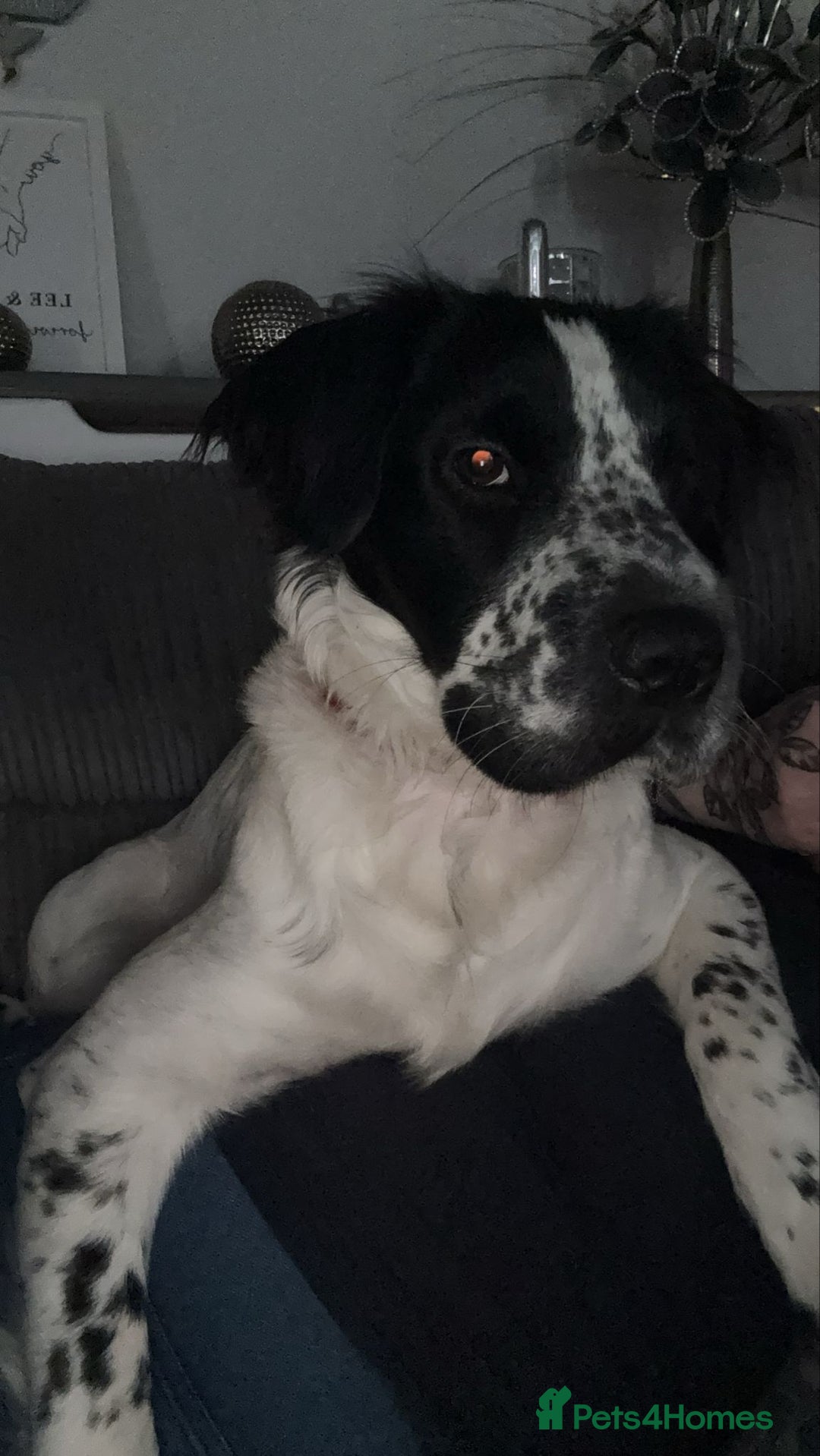 Mixed Breed dogs for sale: Beautiful cocker-Pei puppies - Advert 22