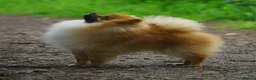 Pomeranian dogs for sale: * Pomeranians available to forever loving homes * - Advert 3
