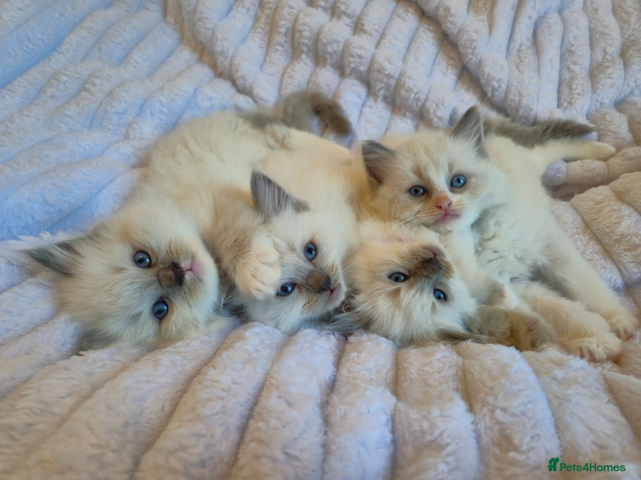 Ragdoll cats Ragdoll kittens  - Advert 6