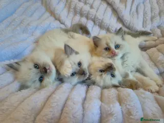 Ragdoll cats Ragdoll kittens - Advert 6