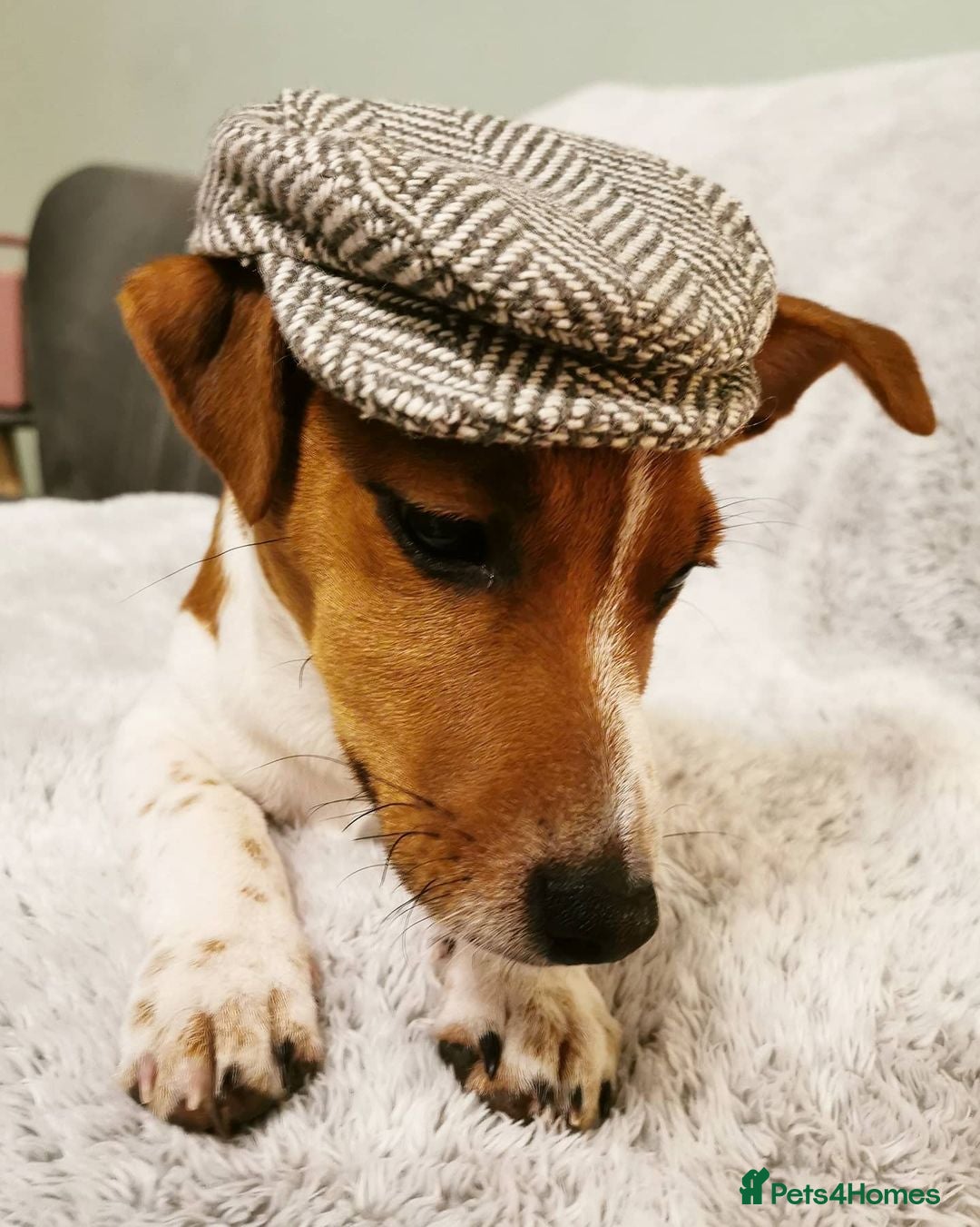 Jack Russell dogs for sale: JACK RUSSELL  - Image 4