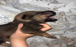 Mixed Breed dogs for sale: Shar-pei puppies  - Image 17