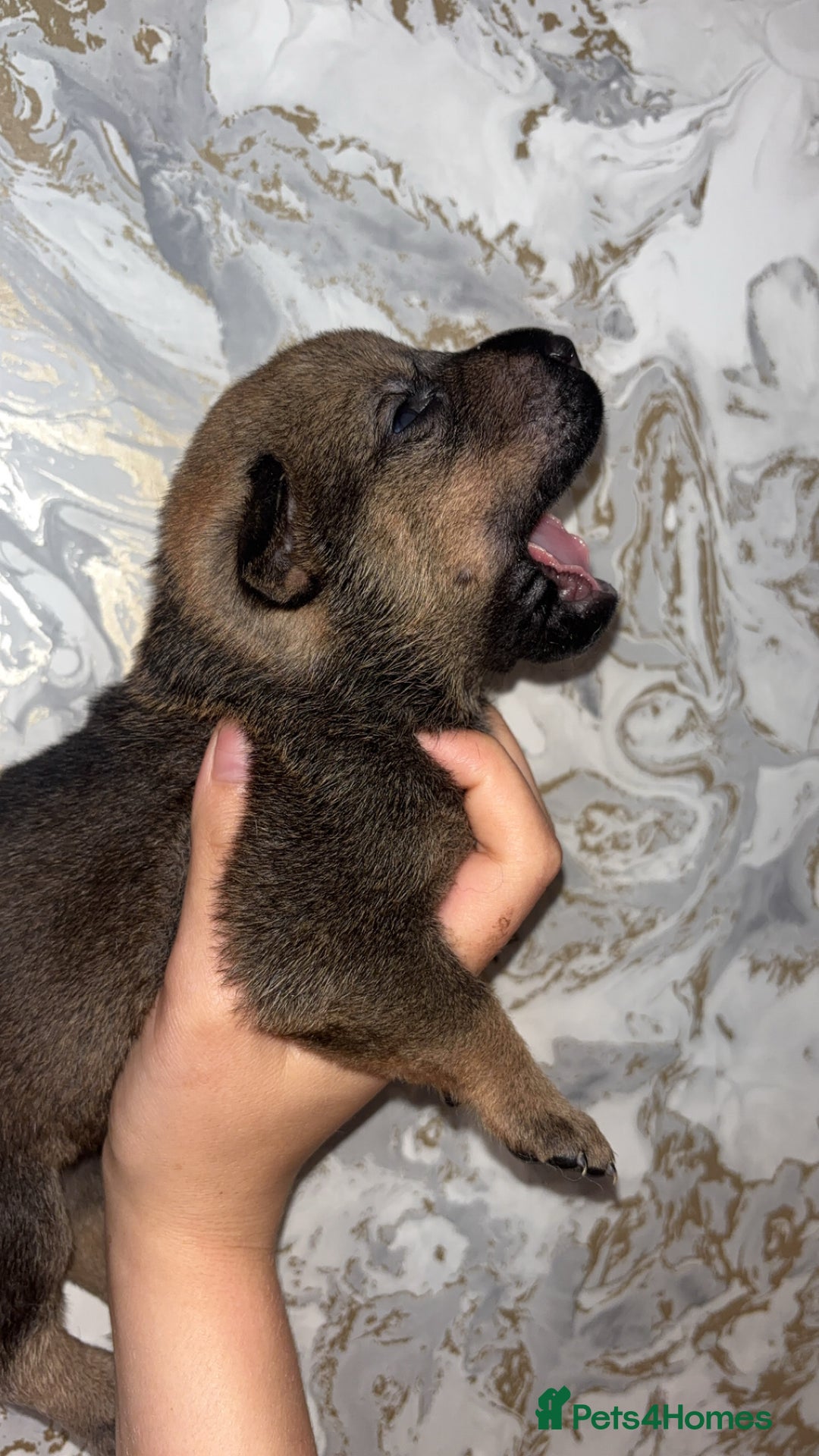 Mixed Breed dogs for sale: Shar-pei puppies  - Image 17
