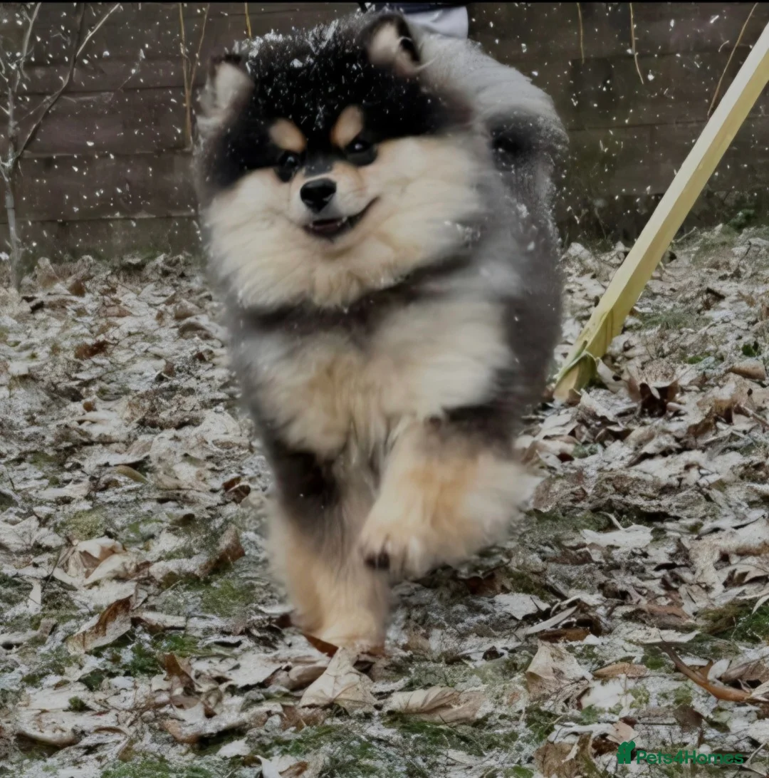 Pomsky dogs for sale: Batman F3 Pomsky boy  - Advert 14