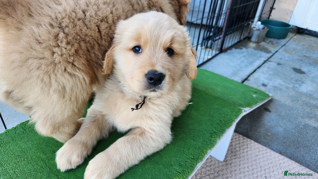 Golden Retriever dogs for sale: Lovable Kc Golden Retriever Puppies Available Now - Image 4