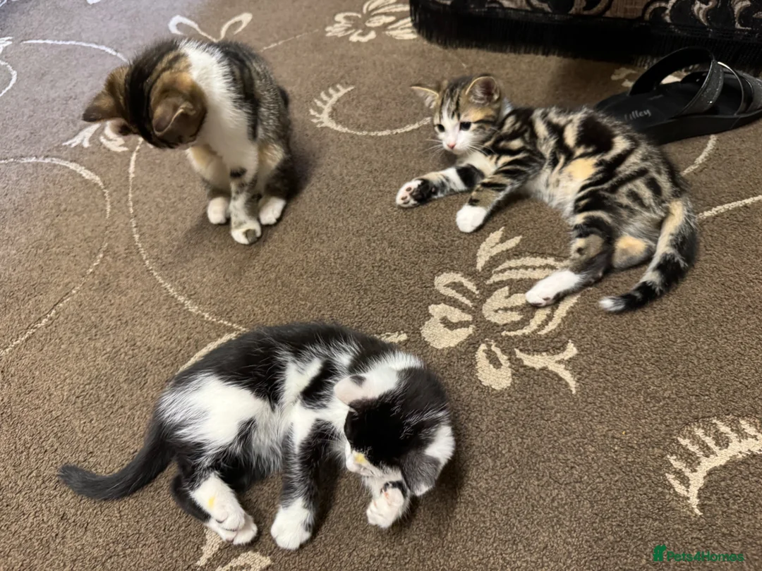 British Shorthair cats for sale: CUTE KITTENS FOR SALE - Advert 1