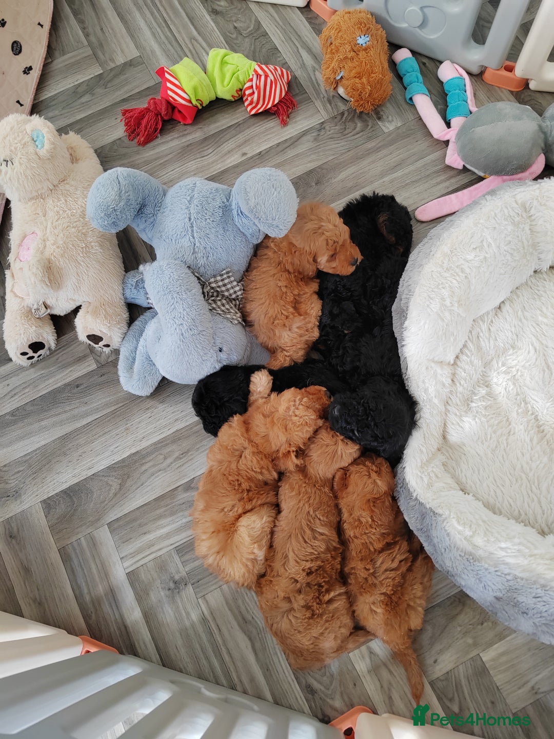 Cavapoo dogs for sale: TOY CAVAPOO DNA TESTED PARENTS AND GRANDPARENTS  - Image 4