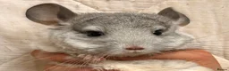 Chinchilla rodents for sale: Baby Chinchillas For Sale  - Advert 1