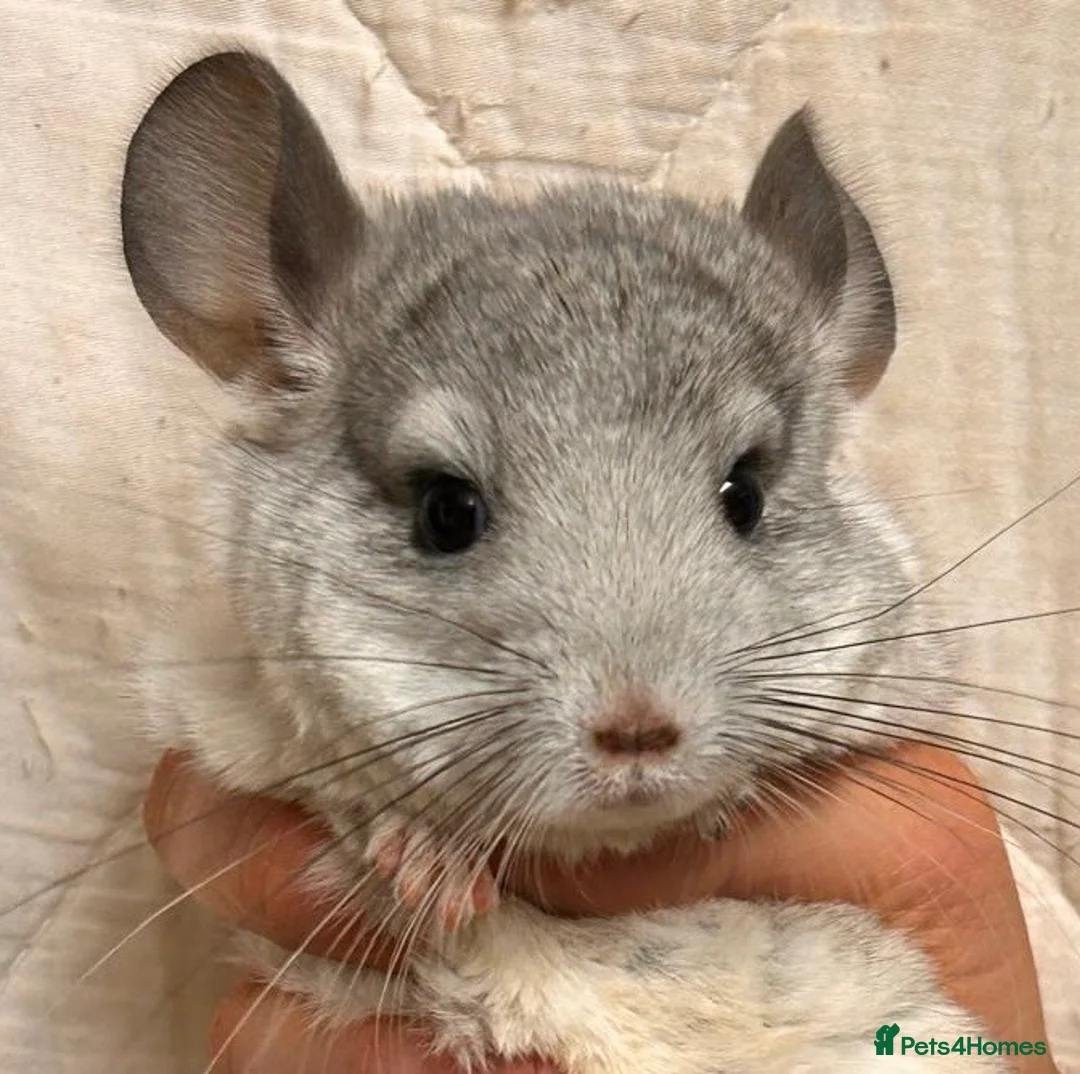 Chinchilla rodents for sale: Baby Chinchillas For Sale  - Advert 1