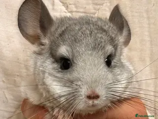 Chinchilla rodents Baby Chinchillas For Sale - Advert 14