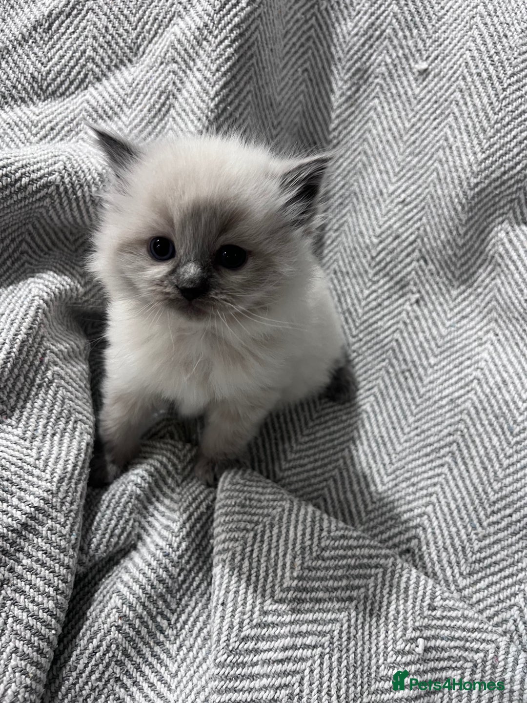 Ragdoll cats for sale: Adorable Ragdoll kittens  - Advert 8