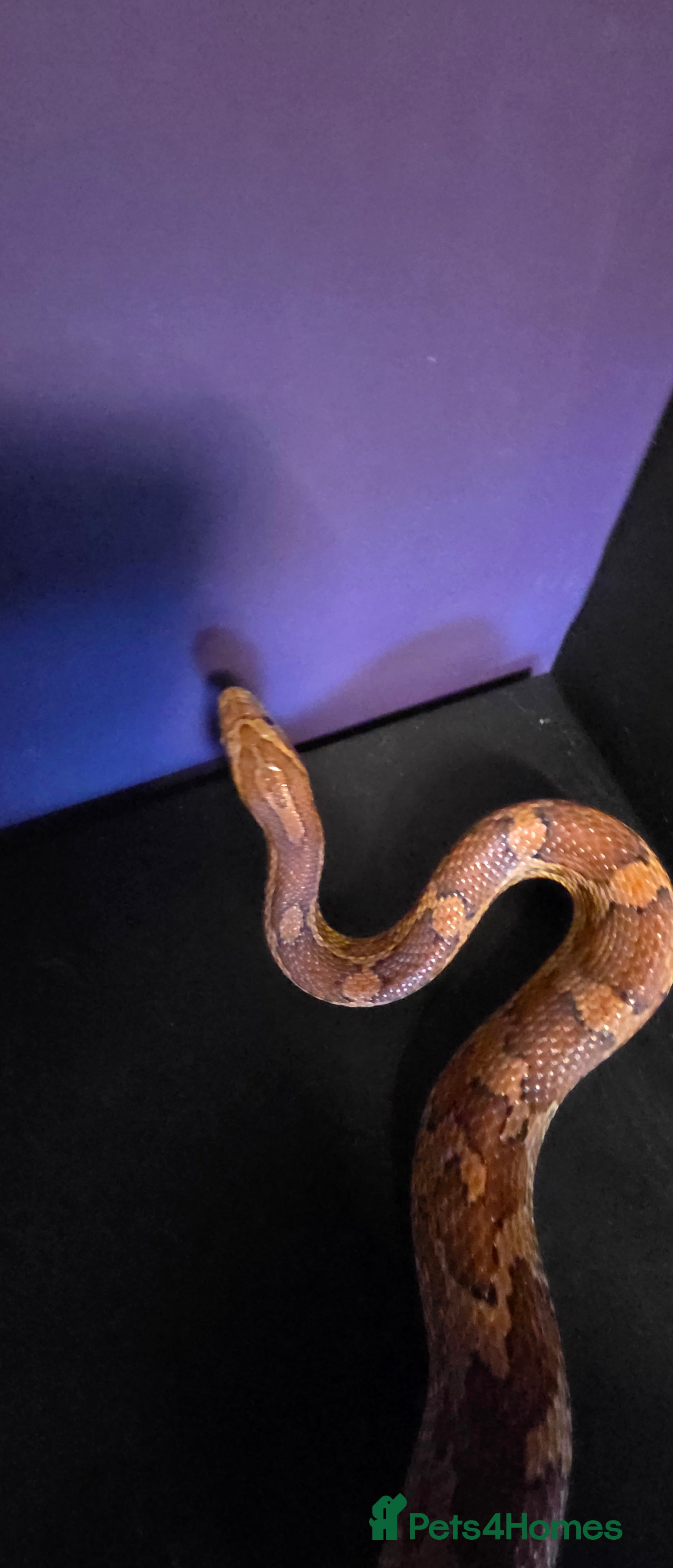 Corn Snake reptiles Cornsnakes normal lavender hypo fire tessera - Advert 4