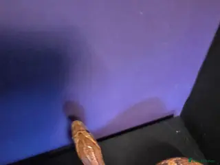 Corn Snake reptiles Cornsnakes normal lavender hypo fire tessera - Advert 4