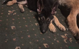 German Shepherd dogs for sale: German shepherd  - Image 12