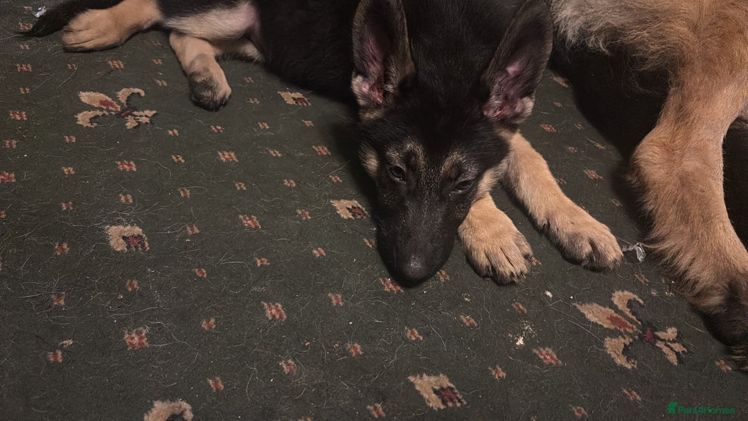 German Shepherd dogs for sale: German shepherd  - Image 12