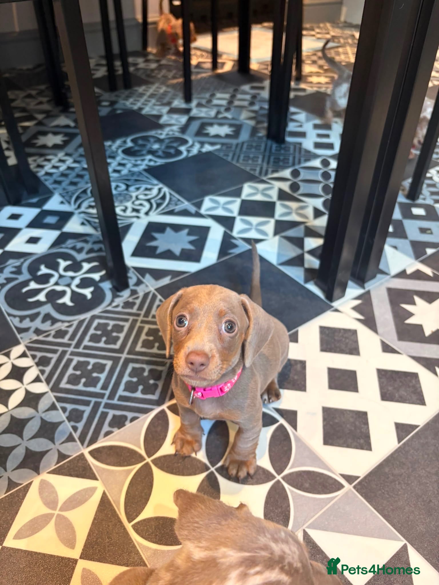 Miniature Dachshund dogs John s  - Advert 2