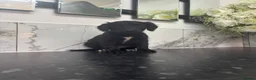 Labrador Retriever dogs for sale:  Labradoodle puppies toybpoodle in Durham - Advert 5