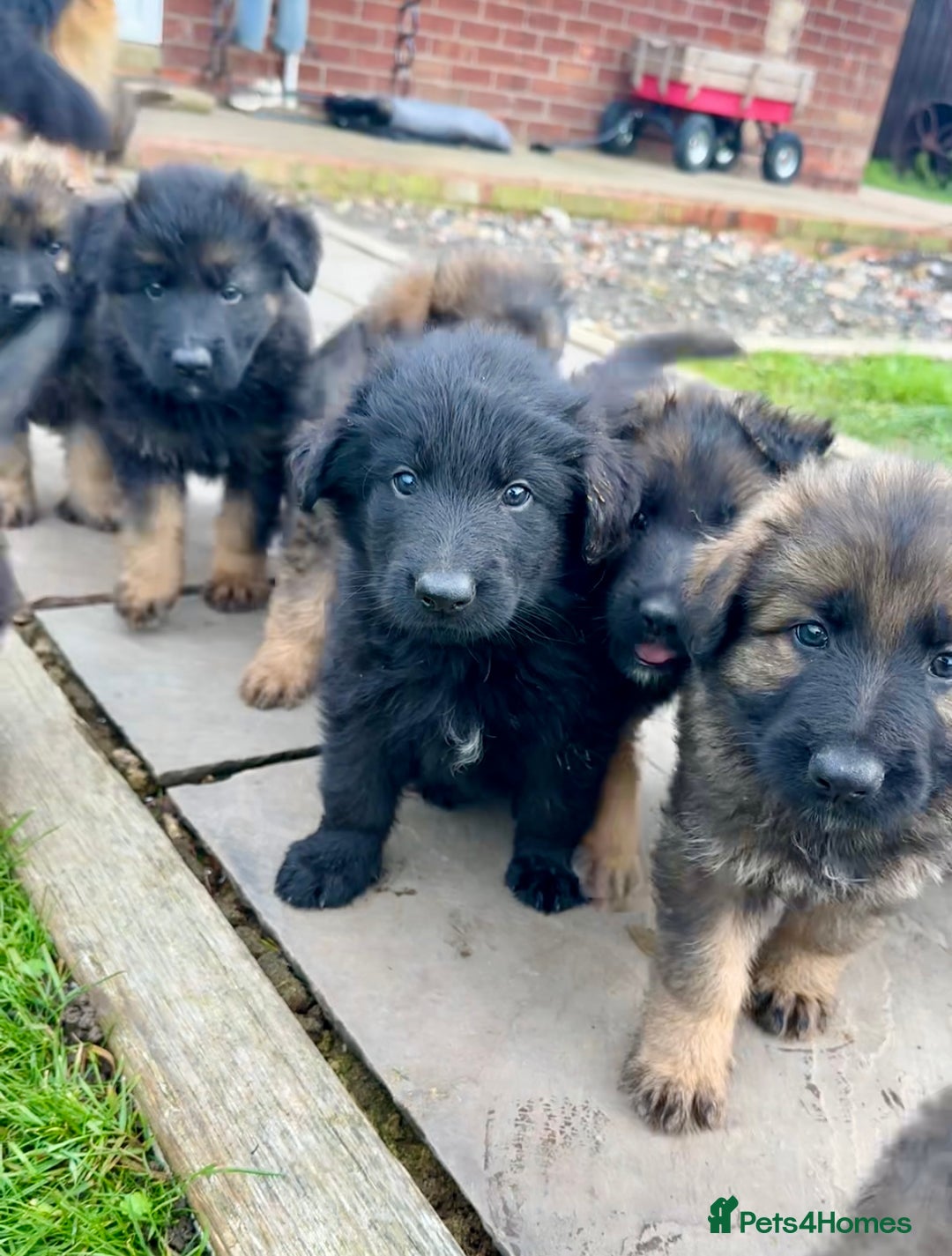German Shepherd dogs for sale: Beautiful Litter of German Shepherd Puppies - Advert 29