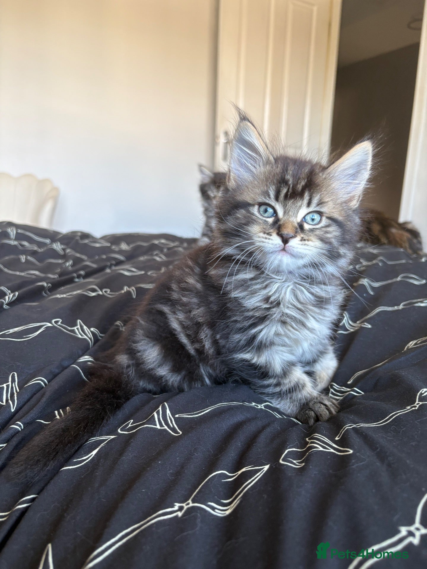 Maine Coon cats Maine coon kittens  - Advert 1