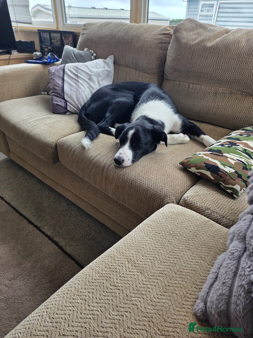 Border Collie dogs for sale: Male Border Collie - Advert 3