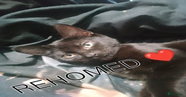 Ragdoll cats - Advert 10
