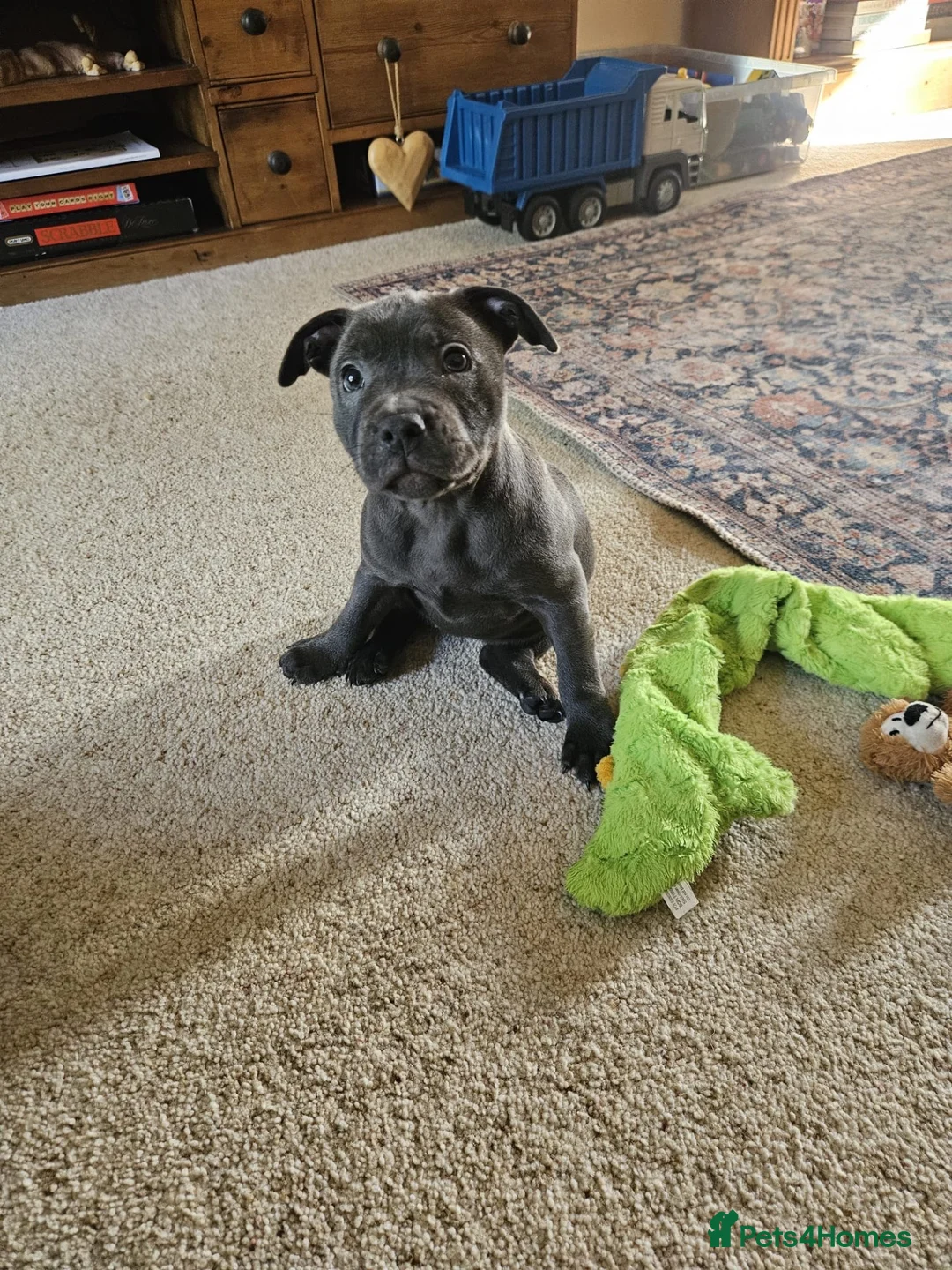Staffordshire Bull Terrier dogs for sale: Blue Staffordshire Bull Terrier Female  in Stoke-on-Trent - Advert 3