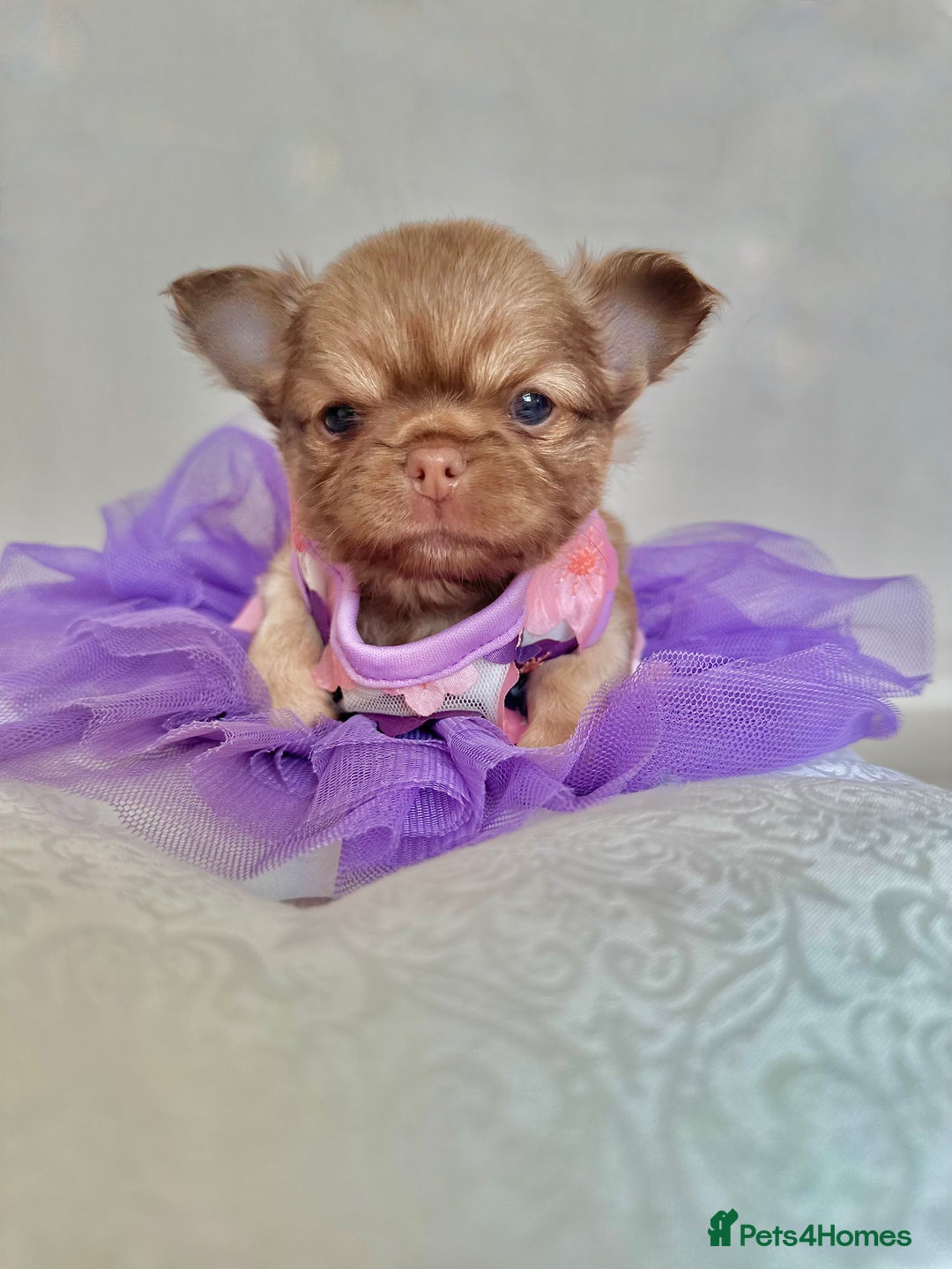 Chihuahua dogs for stud: KC registered/health tested  in London - Advert 11