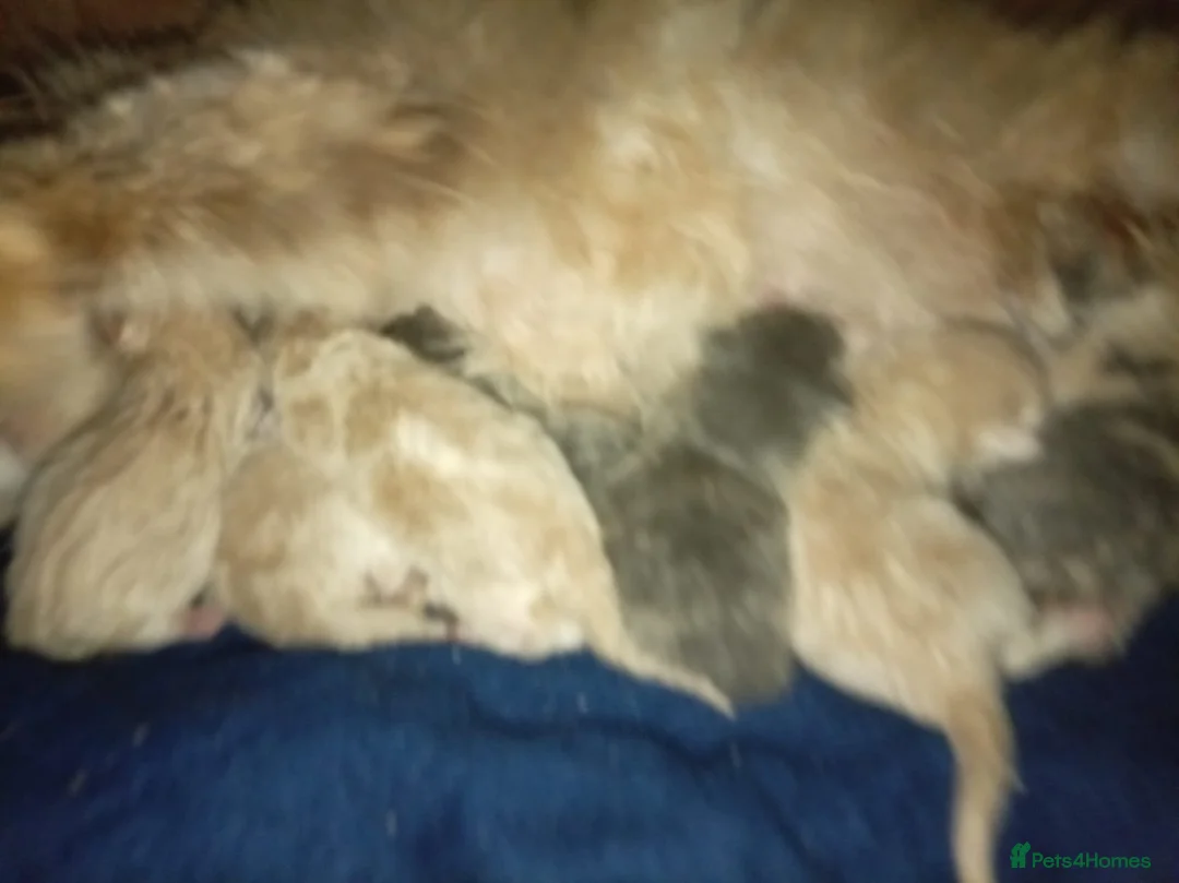 British Shorthair cats for sale: Stunning short haired kittens  - Advert 12