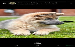 German Shepherd dogs for stud: Blue German shepherd PROVEN  - Image 6
