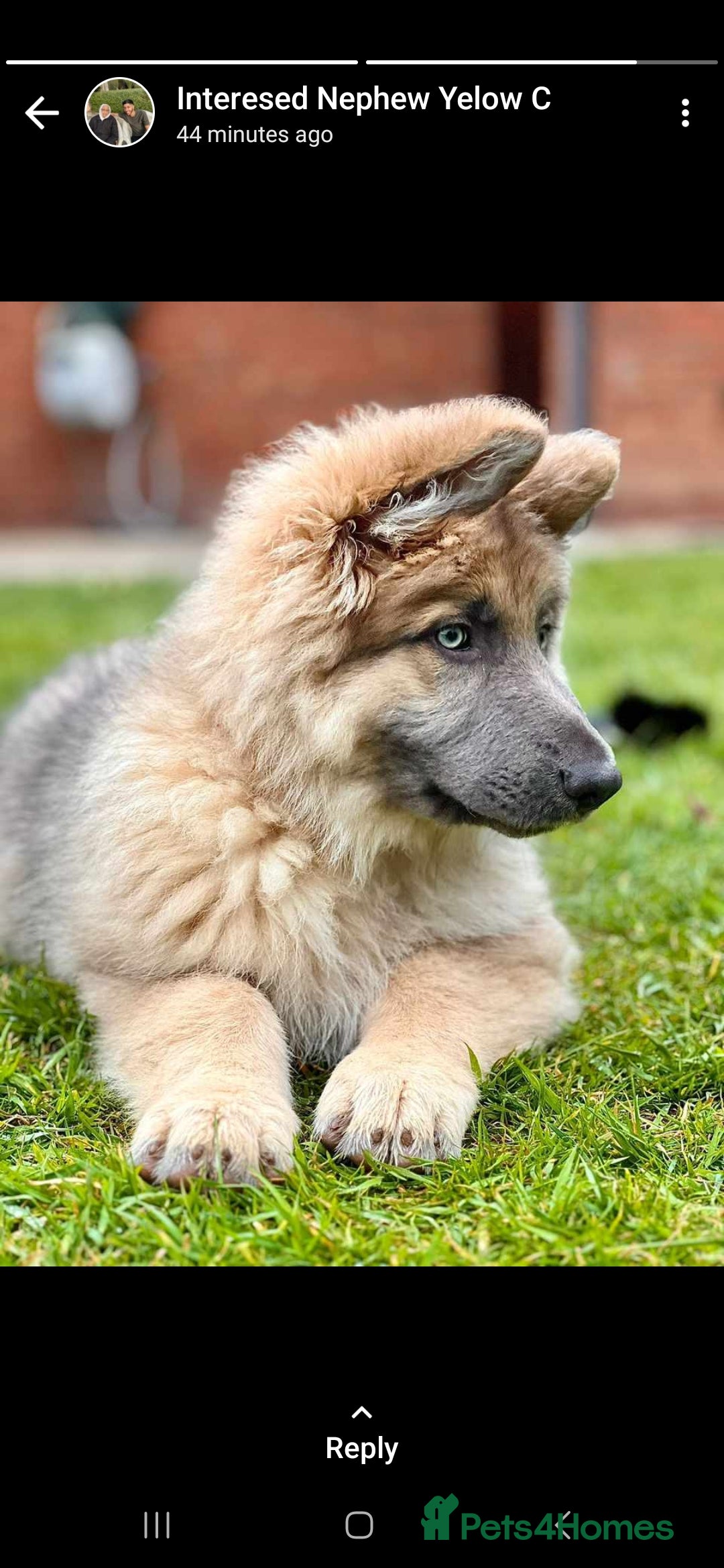 German Shepherd dogs for stud: Blue German shepherd PROVEN  - Image 6