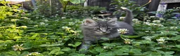 Maine Coon cats for sale: Majestic Maine Coon Kittens  - Advert 13