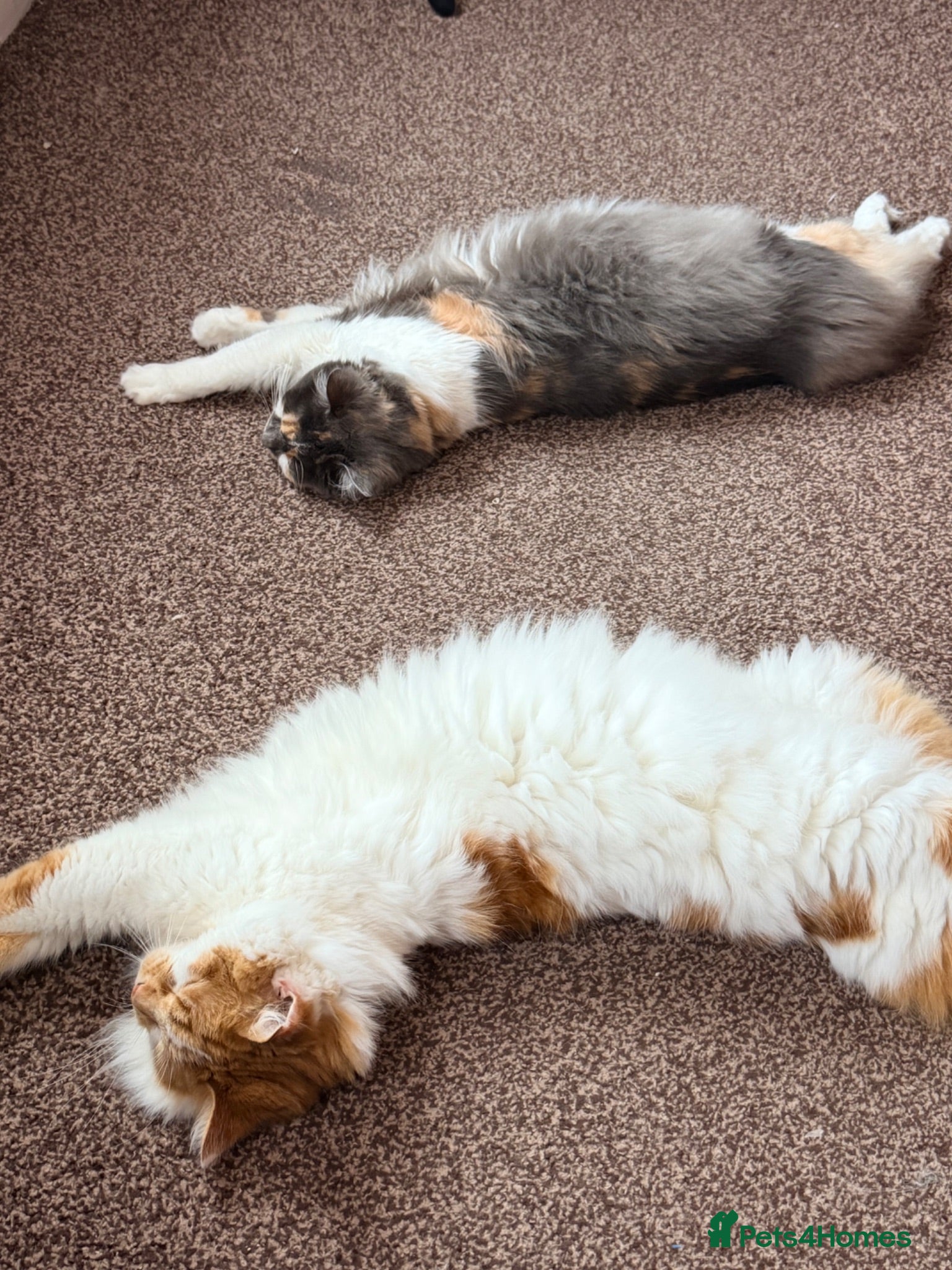 Mixed Breed cats Loving Home Wanted for Simba & Luna - Advert 1