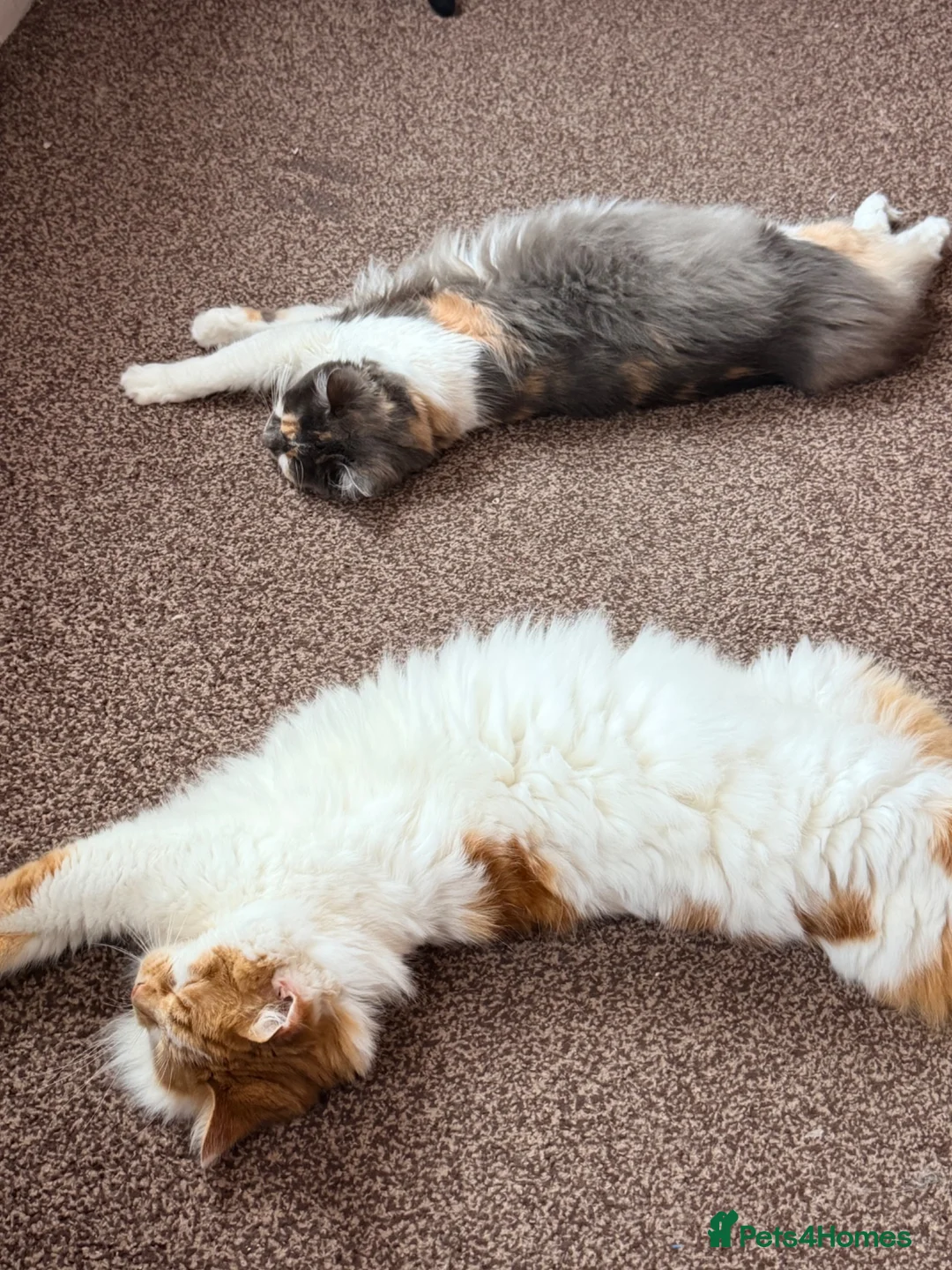Mixed Breed cats for sale: Loving Home Wanted for Simba & Luna - Advert 1