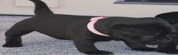 Staffordshire Bull Terrier dogs for sale: Last girl left Kassius Staffordshire bull terrier - Advert 6