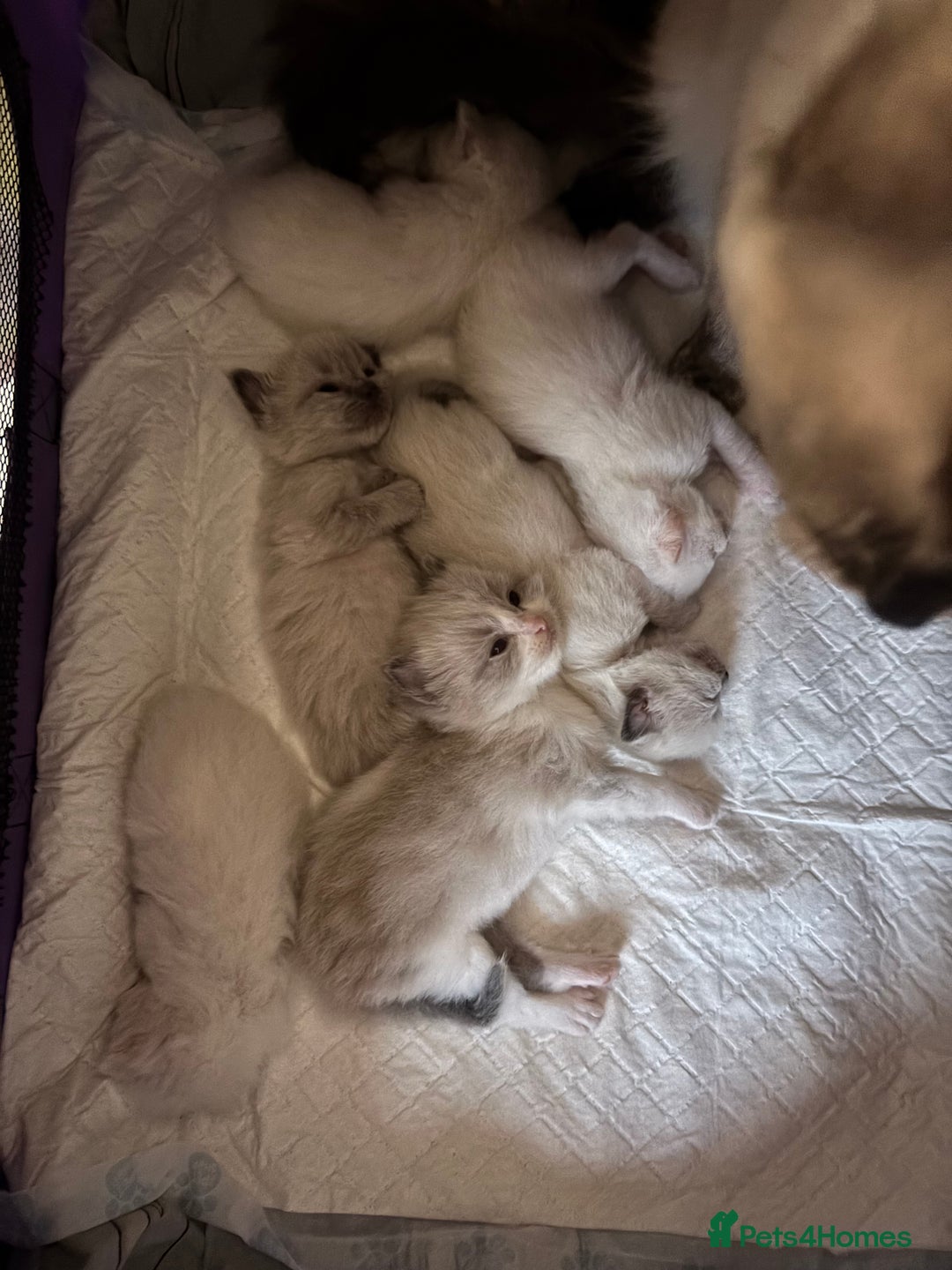 Ragdoll cats for sale: Beautiful ragdoll kittens - Image 13