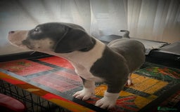 American Bully dogs for sale: Beautiful Tri colour American bully puppy’s  - Image 8