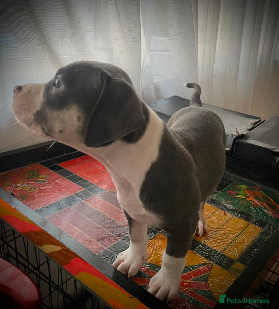 American Bully dogs for sale: Beautiful Tri colour American bully puppy’s  - Image 8