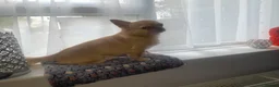 Chihuahua dogs for stud: Apple head chihuahua  - Advert 7
