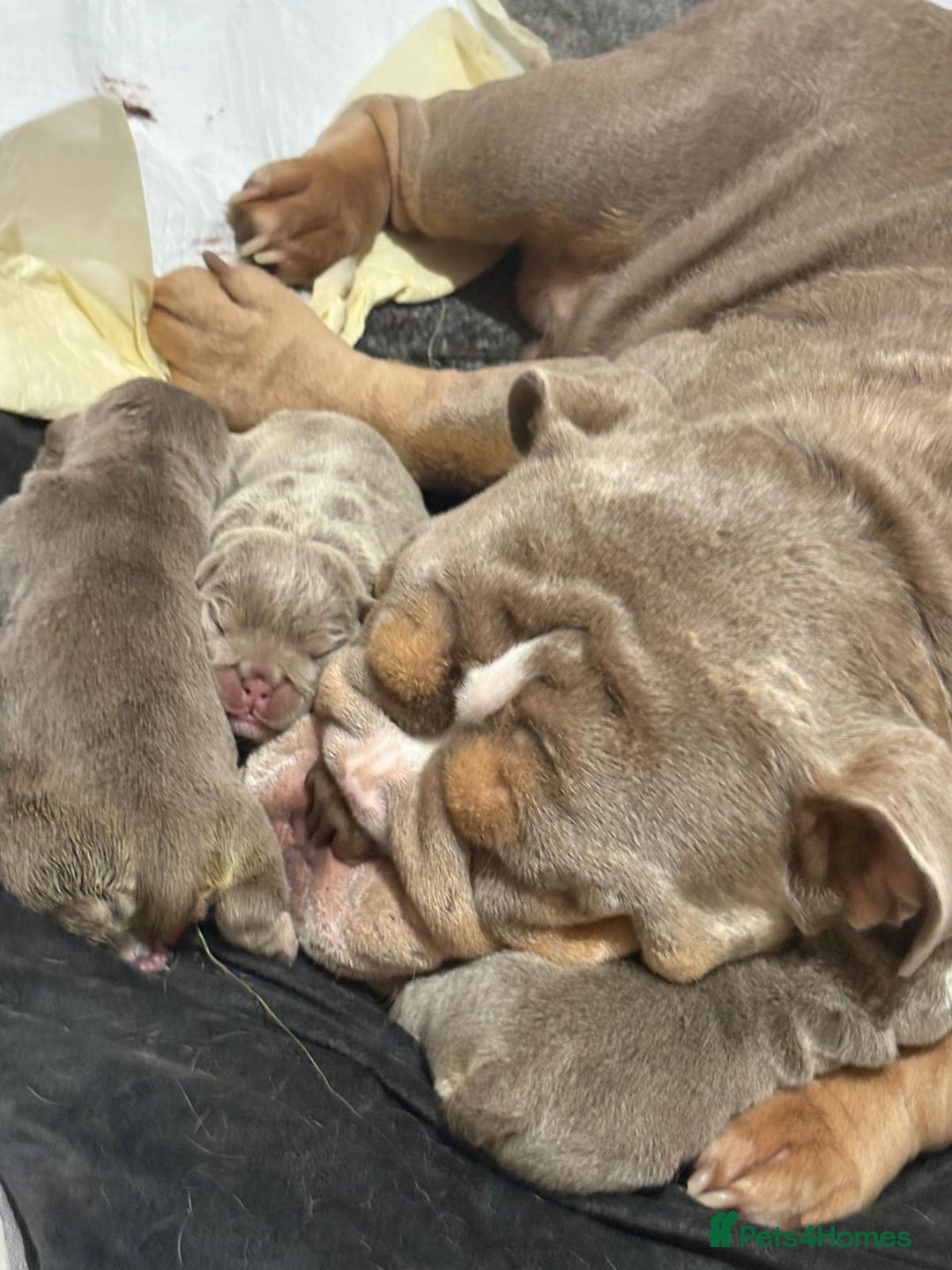 English Bulldog dogs for sale: Adorable Male KC Registered Bulldog Puppy  - Advert 6